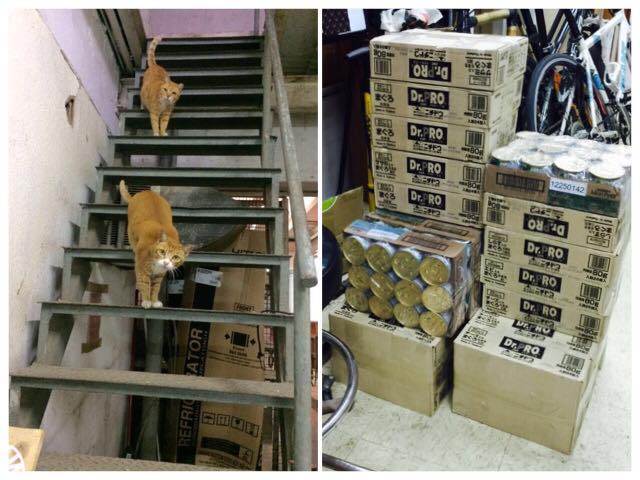 12936546_674154619391712_2152942523996919115_n