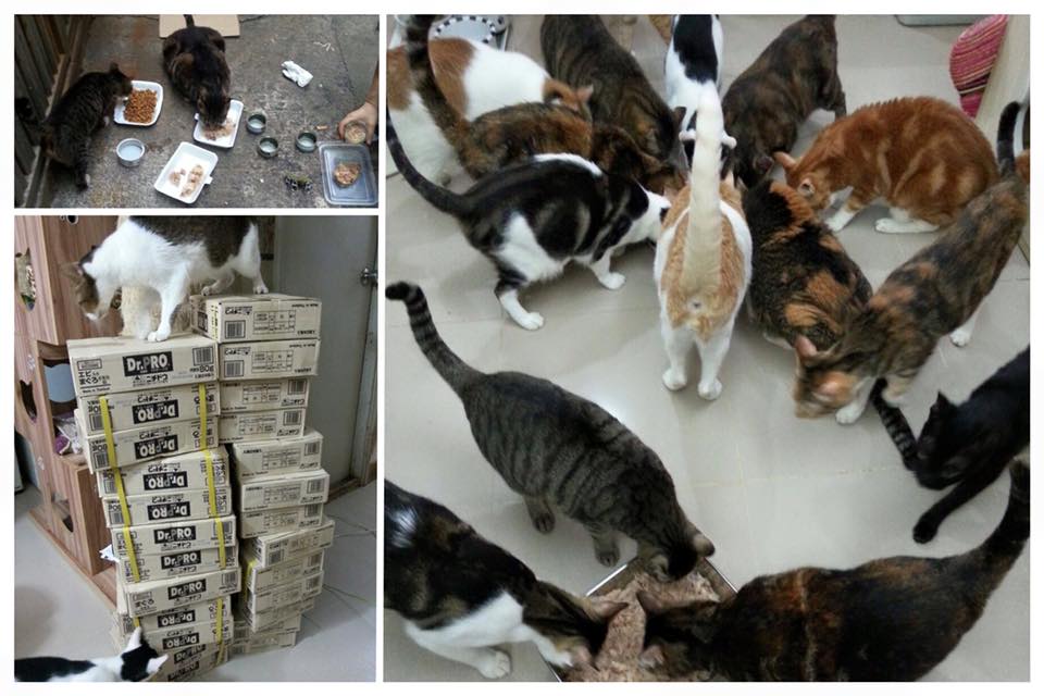 13407263_704530479687459_3409346542644580959_n